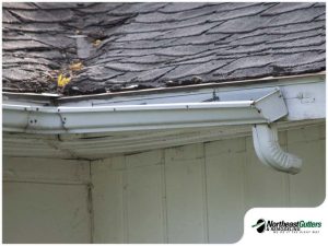 gallery_215-negutters3_1677147398.jpg