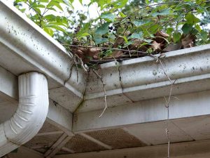 gallery_1215-negutters3_1702634793.jpg