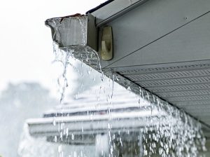 gallery_1015-negutters3-2_2_1730980353.jpg